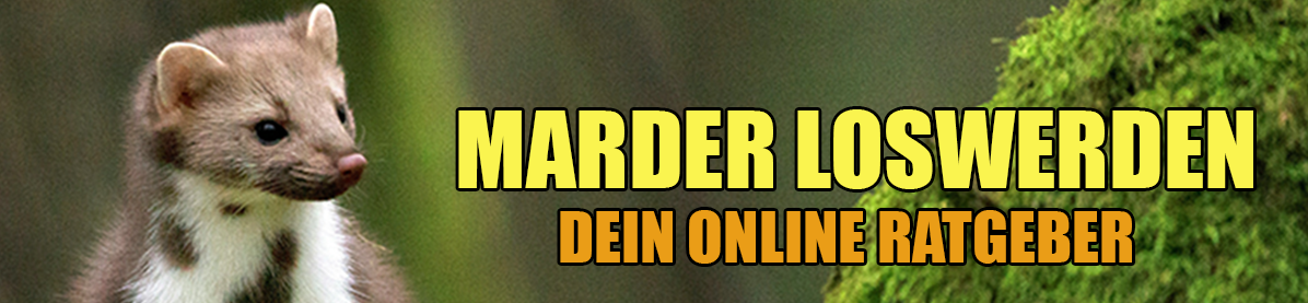 Marder loswerden